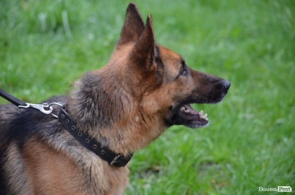 Як живуть та тренуються службові собаки. ФОТО