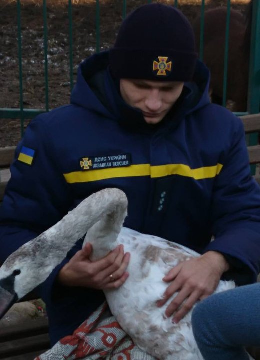 У Луцьку з крижаного полону врятували двох лебедів. ФОТО