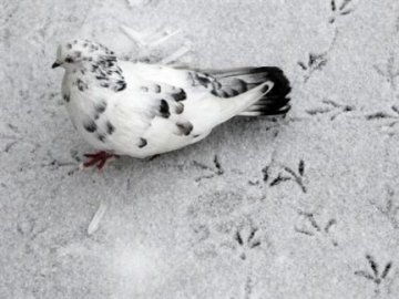 Погода в Луцьку та Волинській області на п’ятницю, 23 грудня