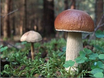 Як не отруїтися грибами: прості та ефективні поради лікарів