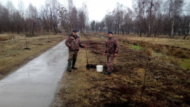 Мешканці міста на Волині висадили 300 лип