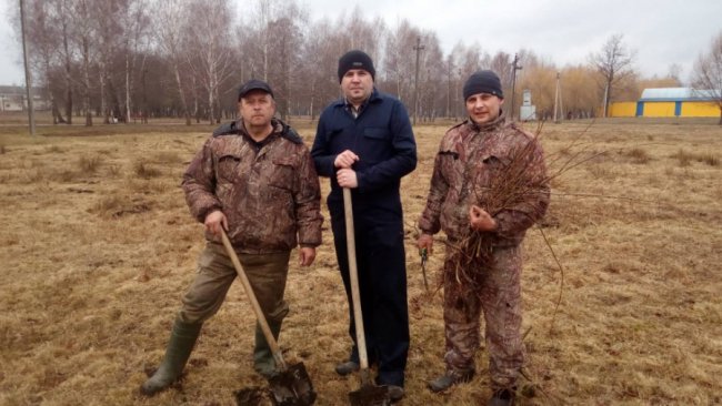 Мешканці міста на Волині висадили 300 лип