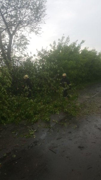 У районі на Волині негода повалила дерева на дороги і автівки 