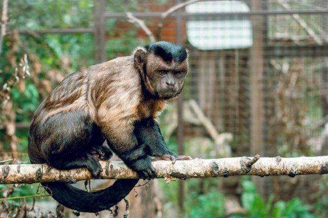 Харизматичний капуцин позував луцькому фотографу