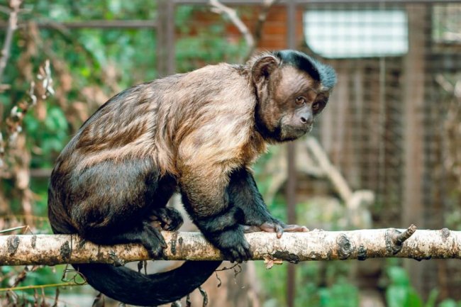 Харизматичний капуцин позував луцькому фотографу