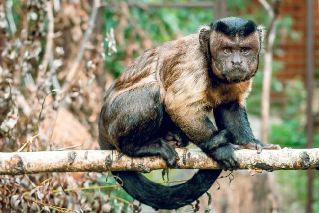 Харизматичний капуцин позував луцькому фотографу