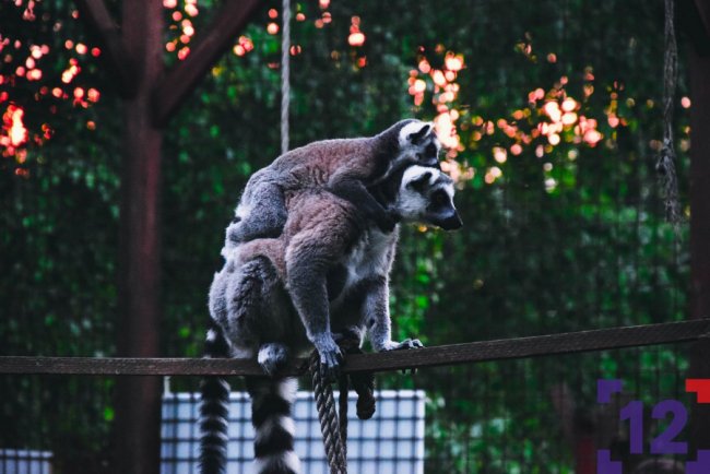 Плетіння вінків та показове годування тварин: як минула ніч у луцькому зоопарку. ФОТО