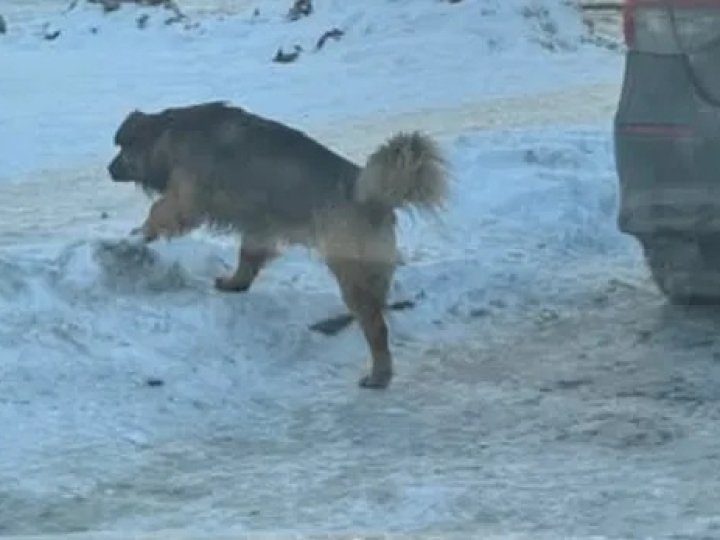 У Луцьку на ЛПЗ зграя собак покусала дитину – мешканці б'ють на сполох