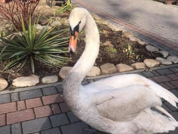 У луцькому зоопарку – весняне оновлення. ФОТО