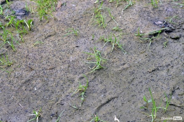 Пляж у Луцьку до купального сезону поки не готовий. ФОТО