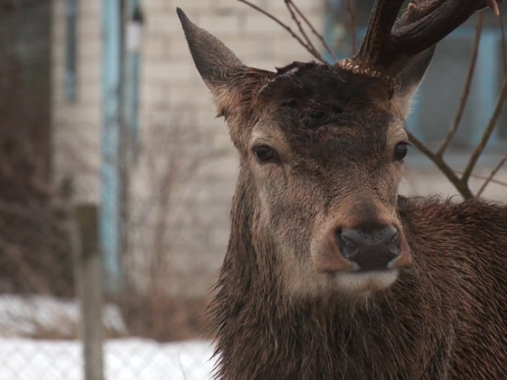 Водійку, яка збила оленя Бориса, позбавили прав