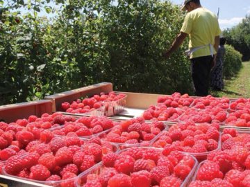 У громаді на Волині пропонують безвідсоткові кредити для старту малинового бізнесу