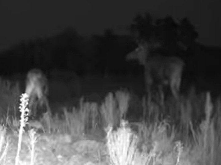 У волинському лісі два лосі європейські потрапили у «фотопастку». ВІДЕО