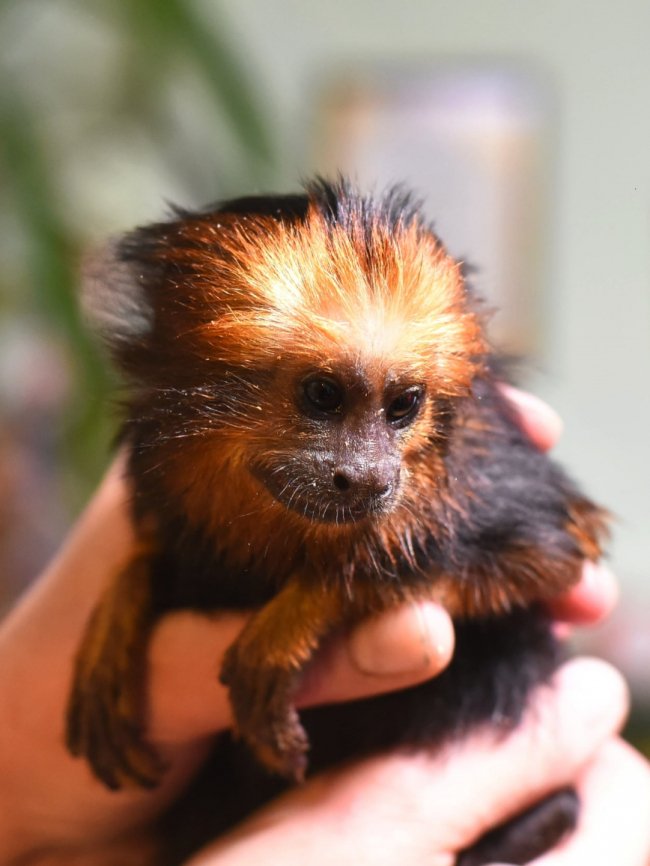 У Луцькому зоопарку з'явився новий мешканець – левовий тамарин. ФОТО