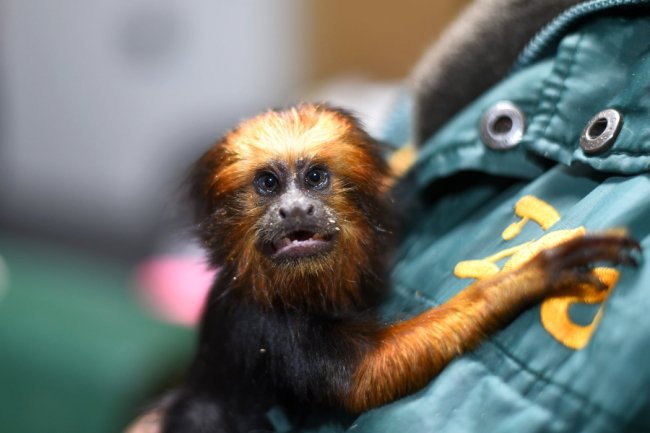 У Луцькому зоопарку з'явився новий мешканець – левовий тамарин. ФОТО