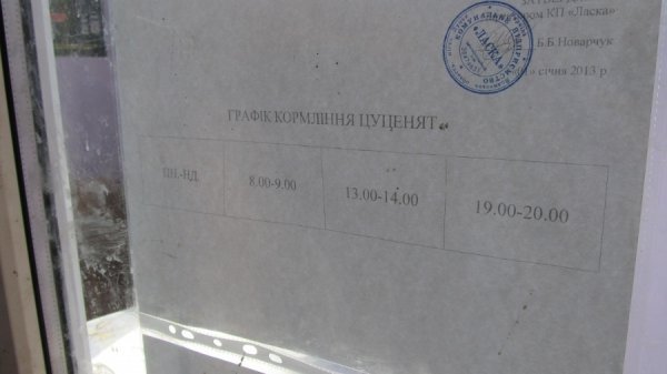 Будні собачого притулку в Луцьку. ФОТО