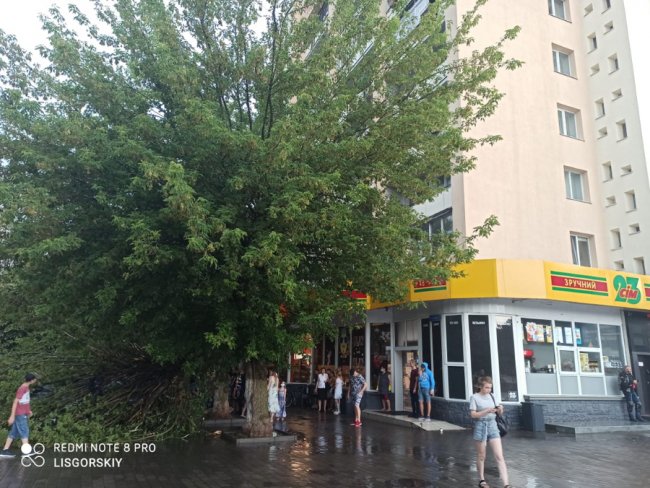 У центрі Луцька частина дерева впала на авто. ФОТО