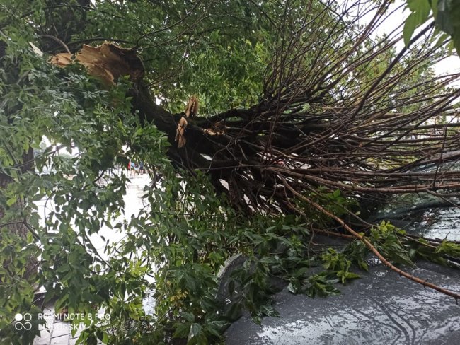 У центрі Луцька частина дерева впала на авто. ФОТО