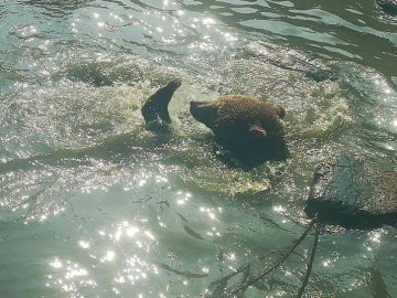 Від зимової сплячки у Луцькому зоопарку прокинулись усі ведмеді. ВІДЕО
