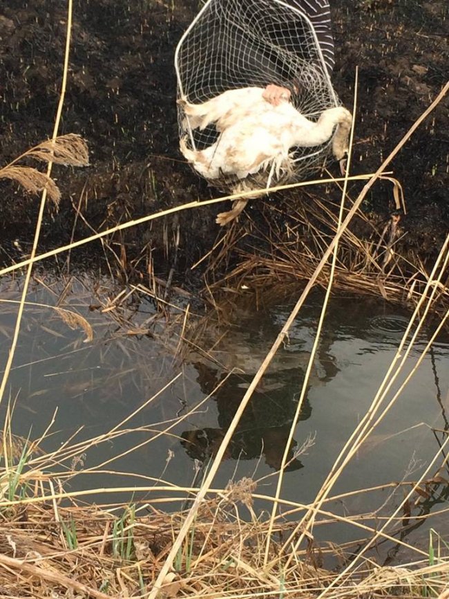 Під Луцьком небайдужі врятували пораненого лебедя. ФОТО