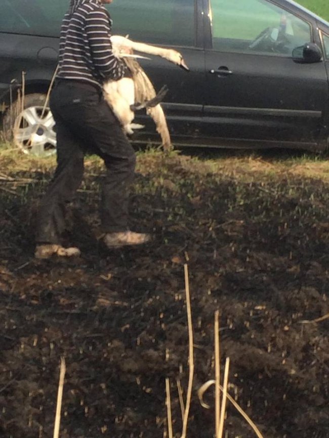 Під Луцьком небайдужі врятували пораненого лебедя. ФОТО