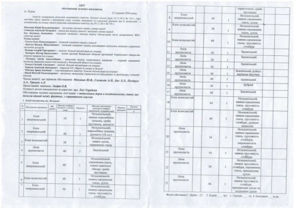 У Луцьку обстежили дерева на Лесі Українки. ФОТО