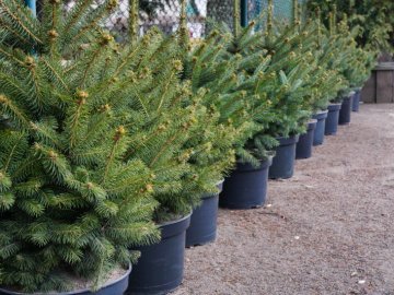 На Волині живі новорічні дерева можна купити онлайн