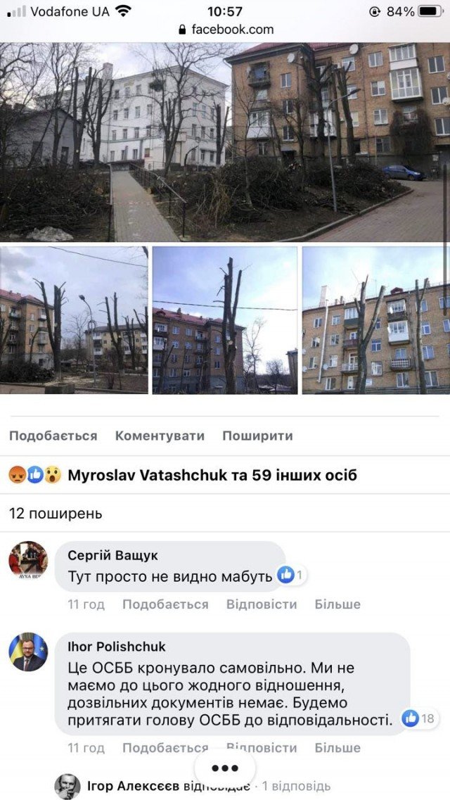 «Варварське» кронування дерев на проспекті Волі у Луцьку: кого покарають за самодіяльність