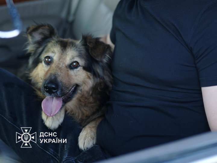 Джессі чекала серед руїн у Києві на господаря, який загинув від російського удару: зворушлива історія собаки та вірності