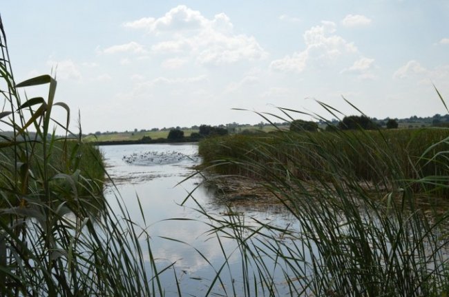 Як на Волині мисливці полювали на пернатих. ФОТО