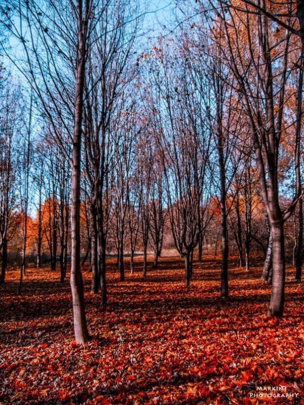 Луцькі парки восени. ФОТО