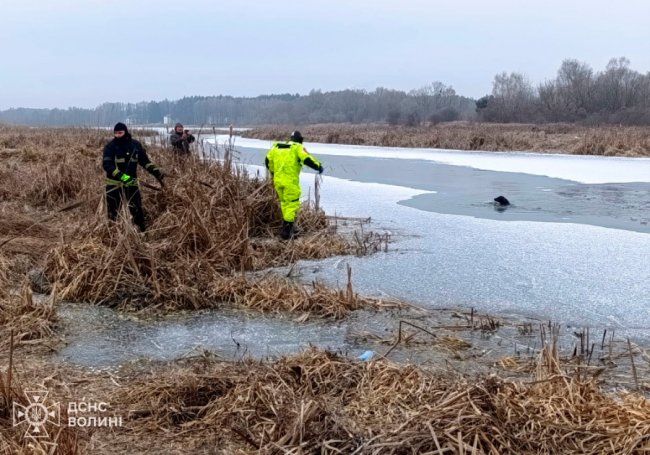 На Волині рятувальники допомогли собаці, який опинився  у крижаній водоймі