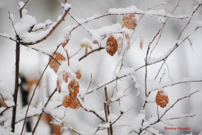 Фотограф показав засніжений Луцьк
