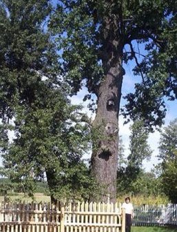 Найстаріші дерева Волині. ФОТО