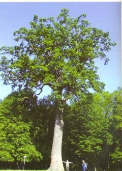 Найстаріші дерева Волині. ФОТО