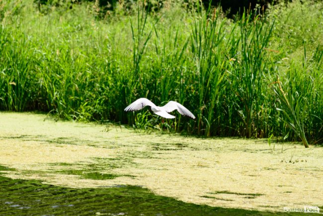 Літній день у центральному парку Луцька. ФОТОРЕПОРТАЖ