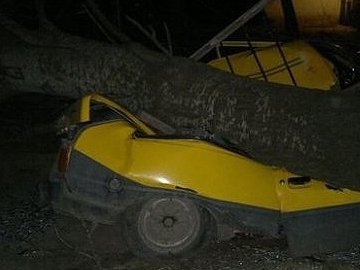 Вітер в Одесі валив дерева на машини. ФОТО