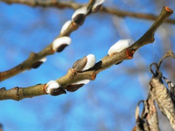 Синоптики обіцяють потепління до +16 