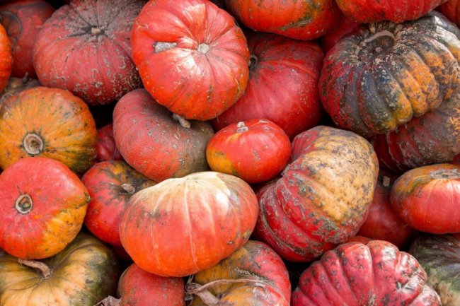 У Луцькому зоопарку відгуляли свято гарбуза: як це було. ФОТО