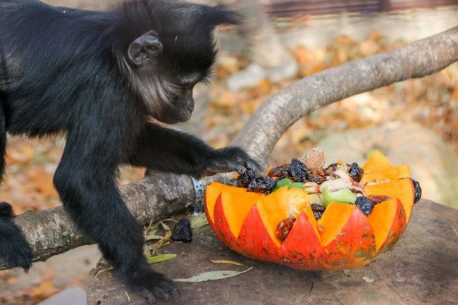 У Луцькому зоопарку відгуляли свято гарбуза: як це було. ФОТО