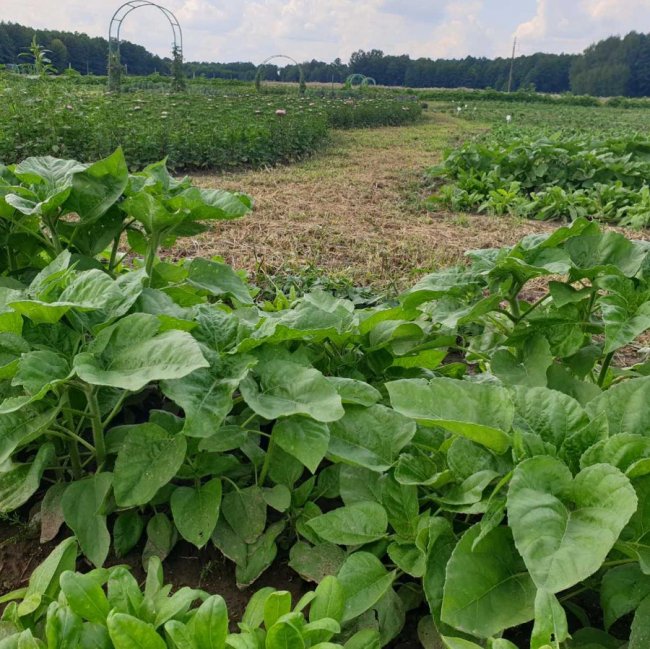 «Волинська Голландія» готується до осіннього фестивалю. ФОТО