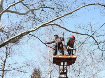 Шукають підрядника, який займеться обрізуванням гілок дерев у Луцьку