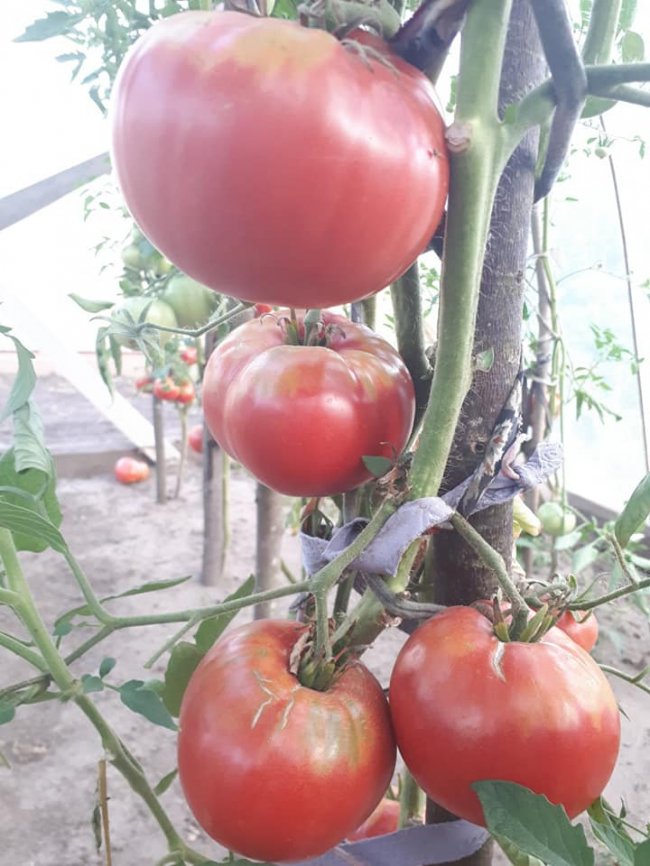 Ректор волинського вишу виростив гігантські помідори. ФОТО