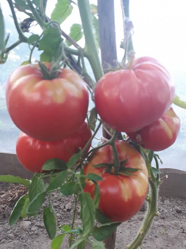 Ректор волинського вишу виростив гігантські помідори. ФОТО