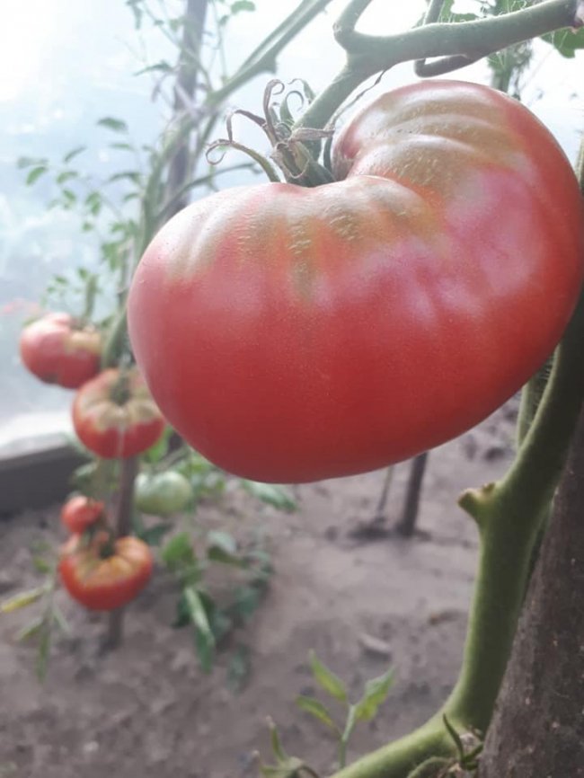 Ректор волинського вишу виростив гігантські помідори. ФОТО