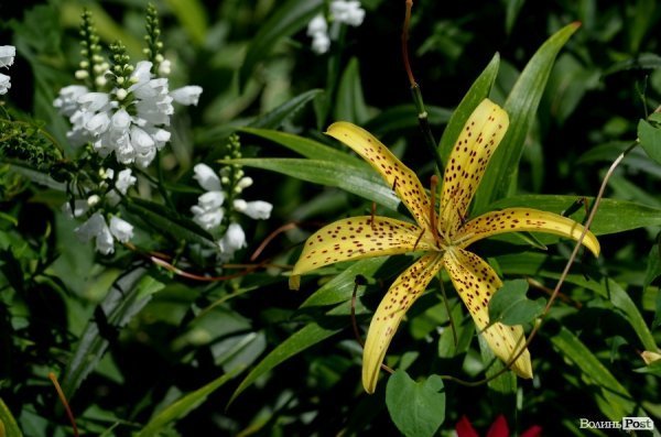 Фотопогляд: старий Луцьк 