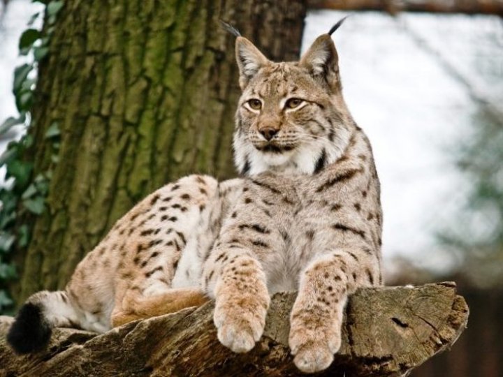 Прокуратура «простимулювала» лісівників визначити межі заказника на Волині