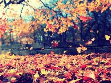 Погода у листопаді: синоптики розповіли, чого чекати українцям