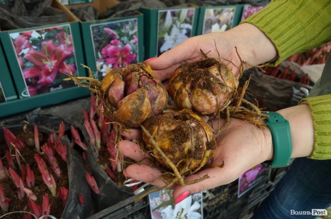 «Квітка, як і людина, має душу». На Волині розпочався фестиваль тюльпанів. ФОТО