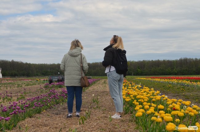 «Квітка, як і людина, має душу». На Волині розпочався фестиваль тюльпанів. ФОТО